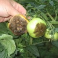 Фитофтора томатов: эффективные меры борьбы