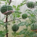 Секреты выращивания арбузов и дынь в теплицах и парниках