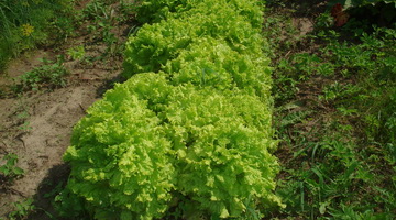 Салат листовой и кочанный: популярные сорта