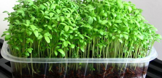 Выращивание кресс-салата: посадка и уход