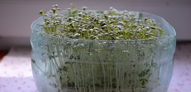 Выращивание кресс-салата: посадка и уход