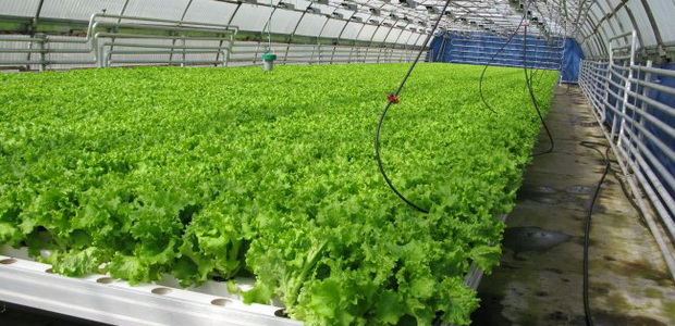 Агротехника выращивания салата листового и кочанного