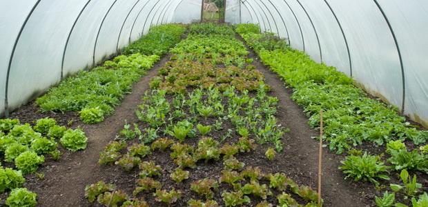 Агротехника выращивания салата листового и кочанного