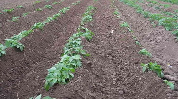 Ранний картофель под плёнкой: секреты выращивания