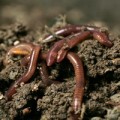 Дождевые черви: польза для почвы и разведение