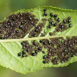 Насекомые-энтомофаги для защиты растений от вредителей