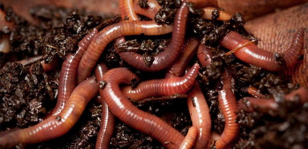 Польза дождевого червя в почве