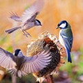 Как привлечь птиц и животных для защиты сада