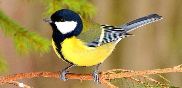 Как привлечь птиц и животных для защиты сада