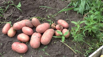 Как вырастить хороший урожай картофеля на даче