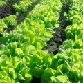Выращивание разных видов салата в грунте