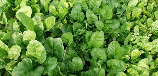 Выращивание разных видов салата в грунте