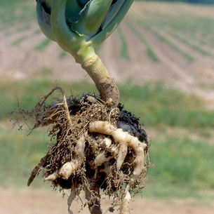 Особливості вирощування капусти різних видів
