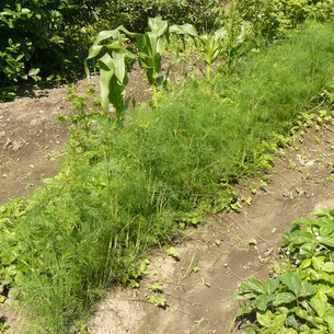 Какие виды трав можно посадить в огороде на даче