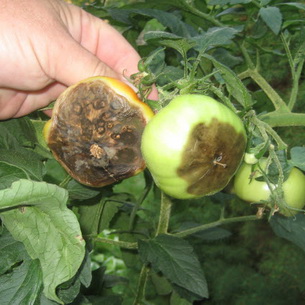 Секреты выращивания помидоров на даче