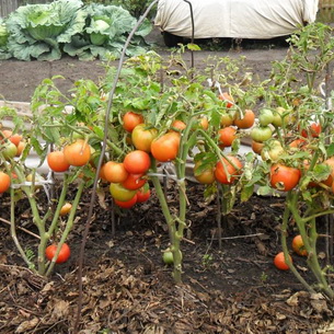 Секреты выращивания помидоров на даче