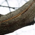 Повреждение коры деревьев и их лечение