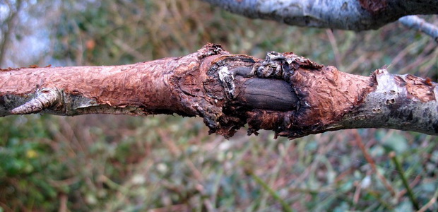 Повреждение коры деревьев и их лечение