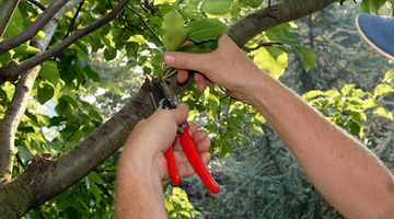 Обрезка плодовых деревьев и кустарников: советы начинающим