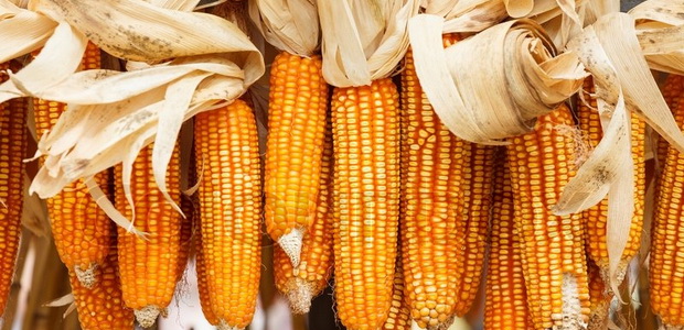 Выращивание кукурузы и уборка урожая