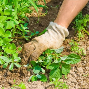 Выращивание овощей на даче: основные условия и особенности