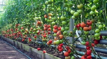 Выращивание томатов в теплице: правила и особенности