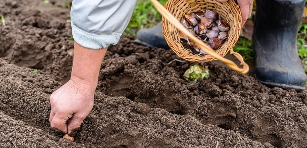 Выращивание чеснока: секреты агротехники