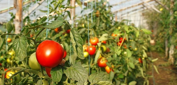 Выращивание томатов в теплице: правила и особенности