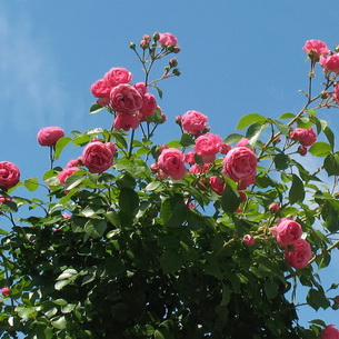 Роза: описание цветка, группы и сорта с фото