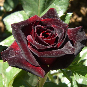 Роза: описание цветка, группы и сорта с фото
