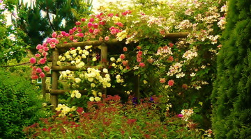 Разновидности вьющихся садовых растений - лиан