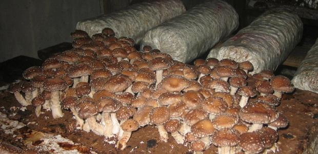 Как выращивать грибы шиитаке