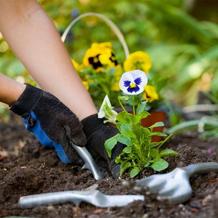 Правила посадки растений в цветник