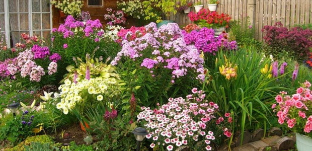 Подбор красивых растений для цветника