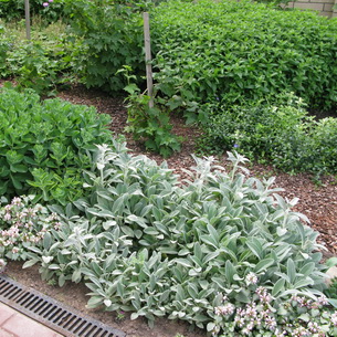 Буквица: основные виды и сорта, выращивание в саду