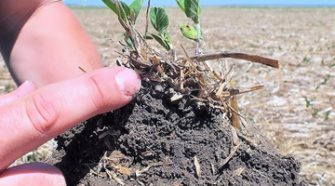 Эффективные способы улучшения плодородности почвы