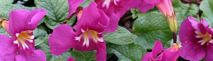 Инкарвиллея: фото и описание цветка, выращивание, посадка и уход зарастением в открытом грунте