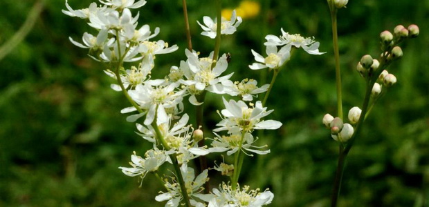Лабазник цветок многолетний фото и описание