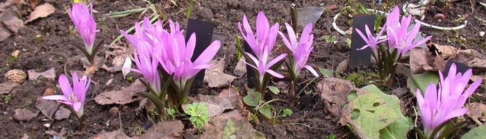Брандушка: описание цветка, фото, особенности выращивания