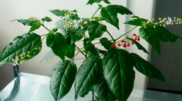 Выращивание растения ривины в комнатных условиях