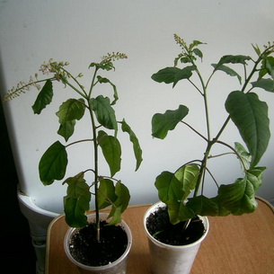 Выращивание растения ривины в комнатных условиях