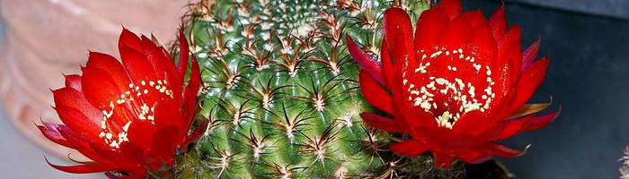 Фотография крыжовника