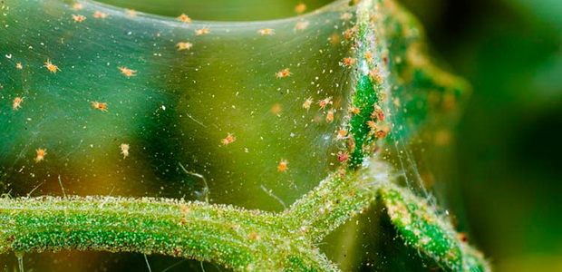 Муррайя (мурая): комнатные виды и сорта, секреты выращивания