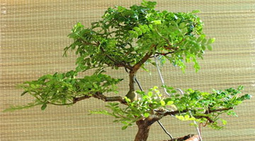 Зантоксилум: лучшие виды, как вырастить дерево