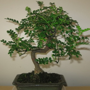 Зантоксилум: лучшие виды, как вырастить дерево
