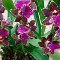 Зигопеталум: лучшие виды орхидеи, особенности ухода