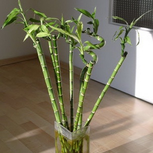 Драцена Сандера или комнатный бамбук: сорта, уход и размножение