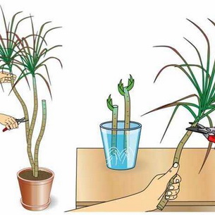 Драцена Сандера или комнатный бамбук: сорта, уход и размножение