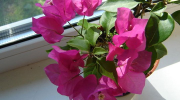 Комнатный цветок бугенвиллия: виды, сорта, уход в домашних условиях
