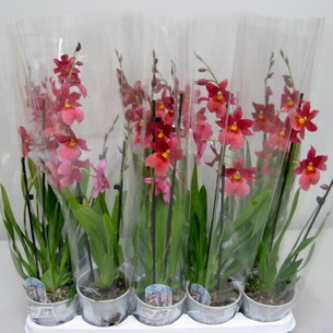 Орхидея камбрия: лучшие разновидности, уход и содержание